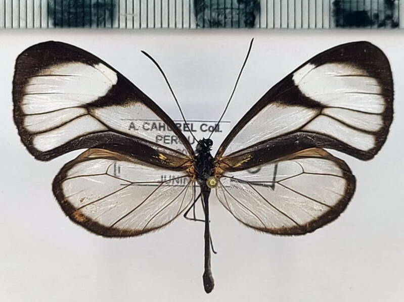 heterosais_nephele_m02_per-standard.jpg