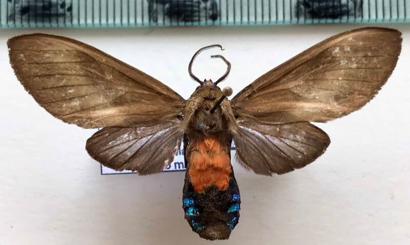 himerarctia_griseipennis_f_bol-standard.jpg