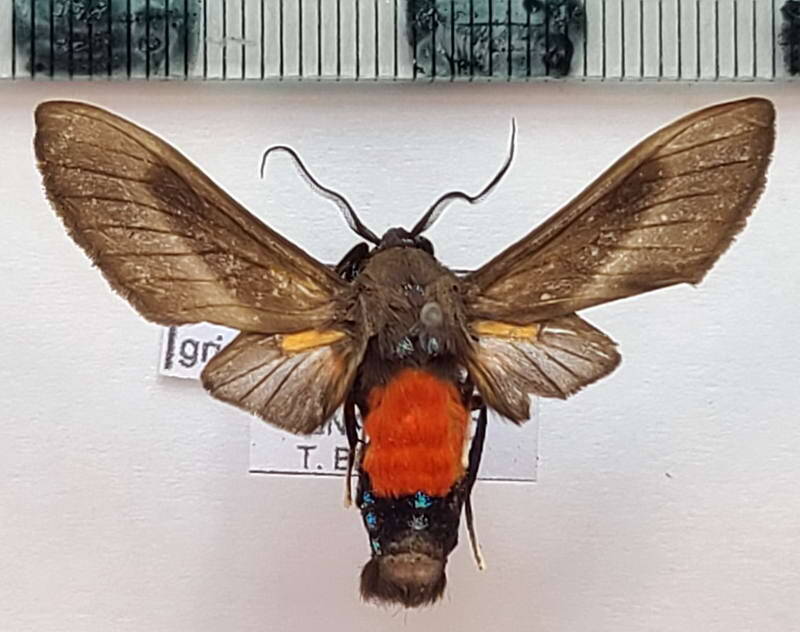 himerarctia_griseipennis_m_eq-standard.jpg