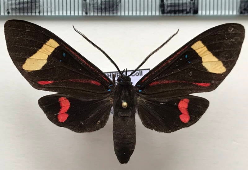 histioea_amazonicus_m_perou-standard.jpg