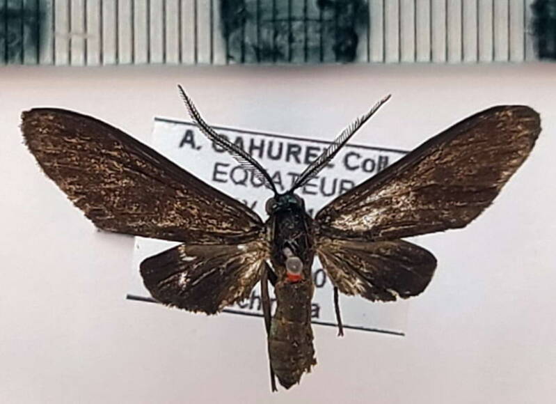holophaea_endoleuca_m02_gf-standard.jpg