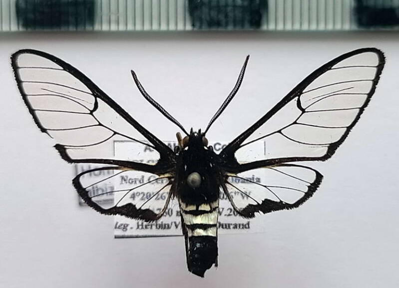 homoeocera_albizonata_m_col-standard.jpg