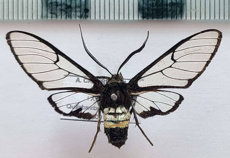 homoeocera_albizonata_m_per-standard.jpg