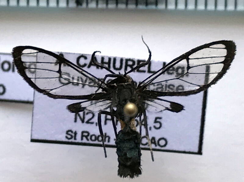 homoneuronia_sp189_gf-standard.jpg