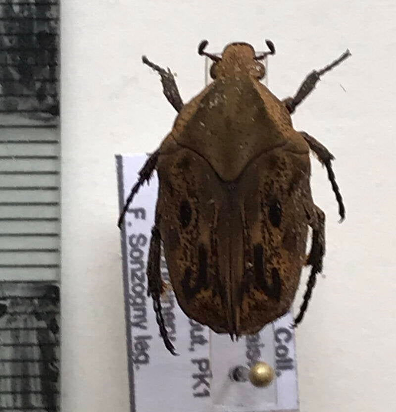 hoplopyga_liturata-Guyane fr