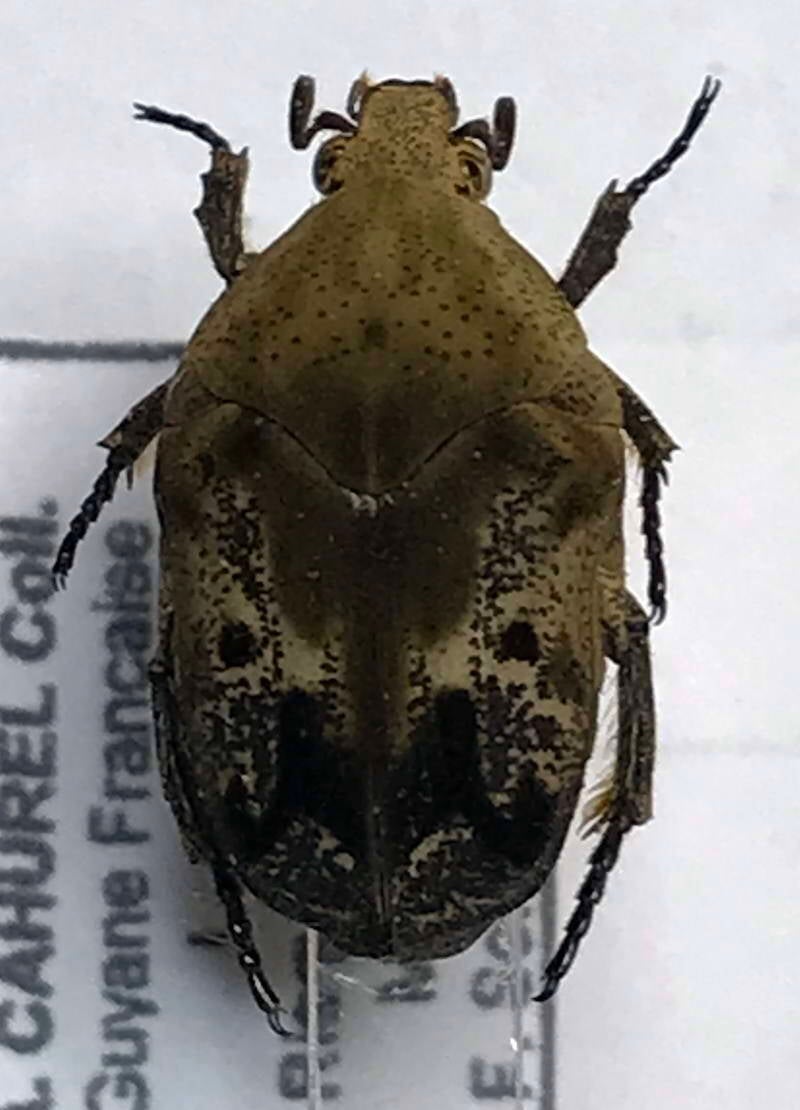 hoplopyga_ocellata_Guyane fr