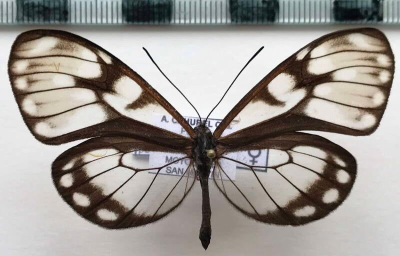 hyalenna_paradoxa_catenata_f_per-standard.jpg
