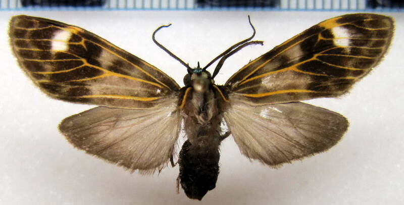 hyaleucerea_costinotata_femelle_eq-standard.jpg