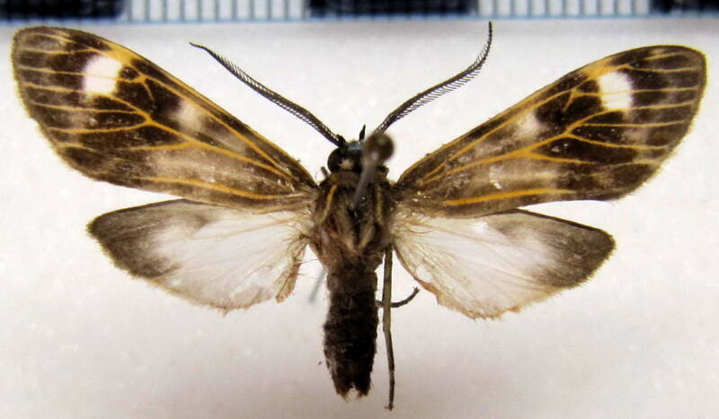 hyaleucerea_costinotata_male_eq-standard.jpg
