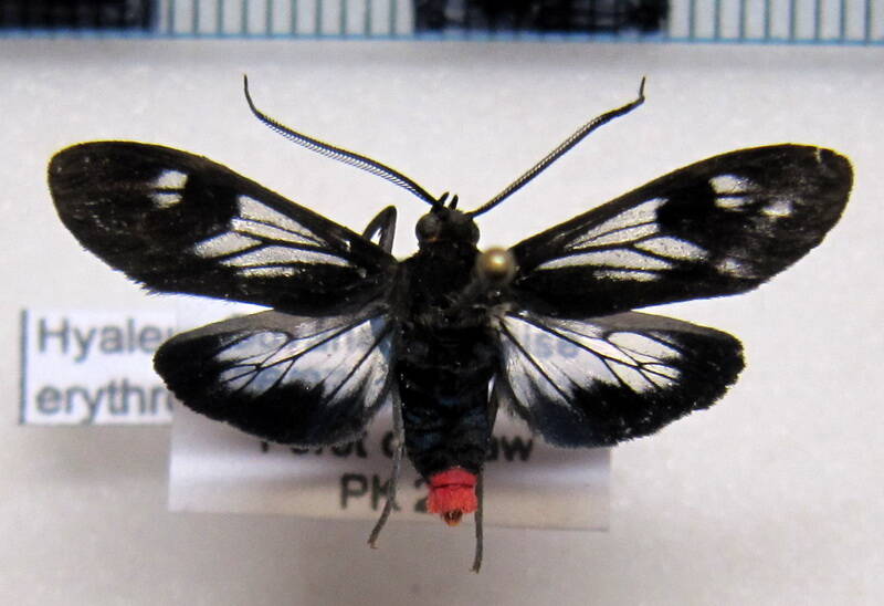 hyaleucerea_erythrotelus_gf02-standard.jpg