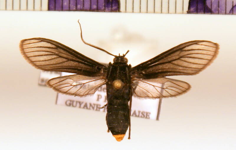hyaleucerea_sp03-standard.jpg