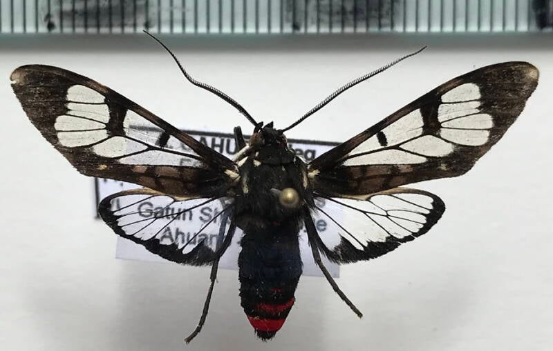 hyaleucerea_vulnerata_m_eq-standard.jpg
