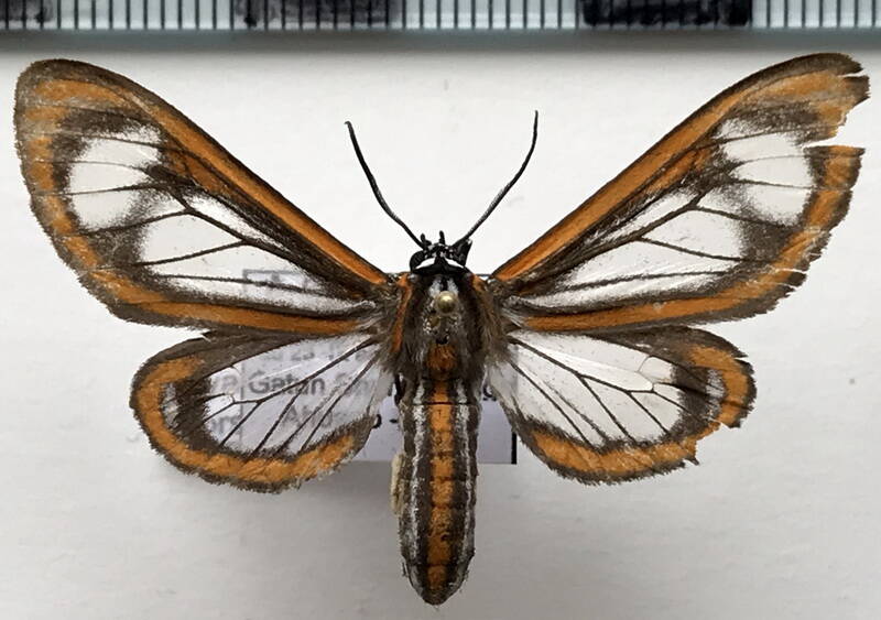 hyalurga_dorsilinea_m_eq-standard.jpg