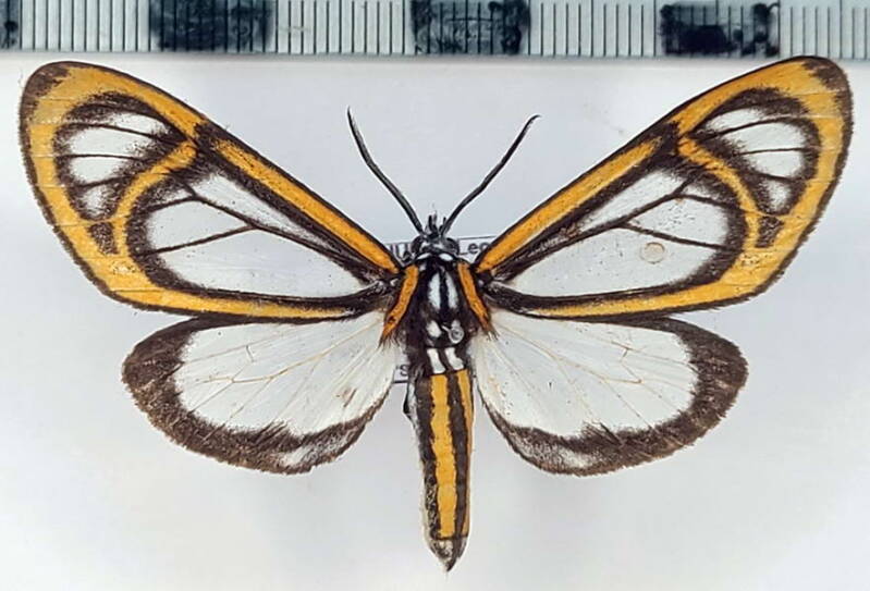 hyalurga_fenestra_m_eq-standard.jpg