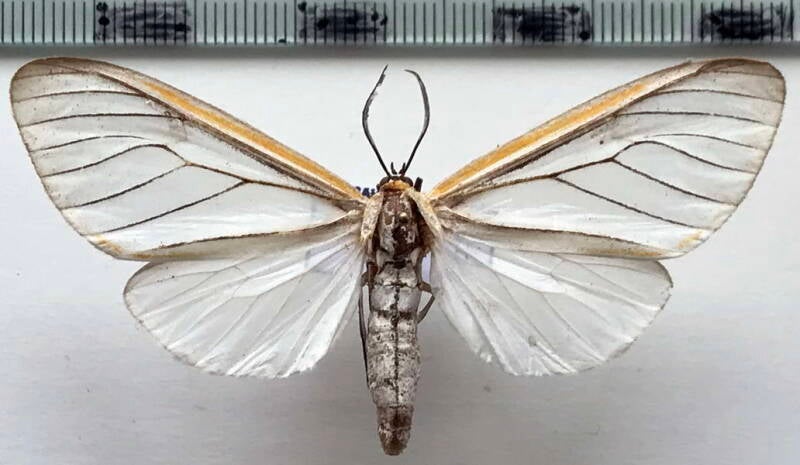 hyalurga_fenestrata_f_bresil-standard.jpg