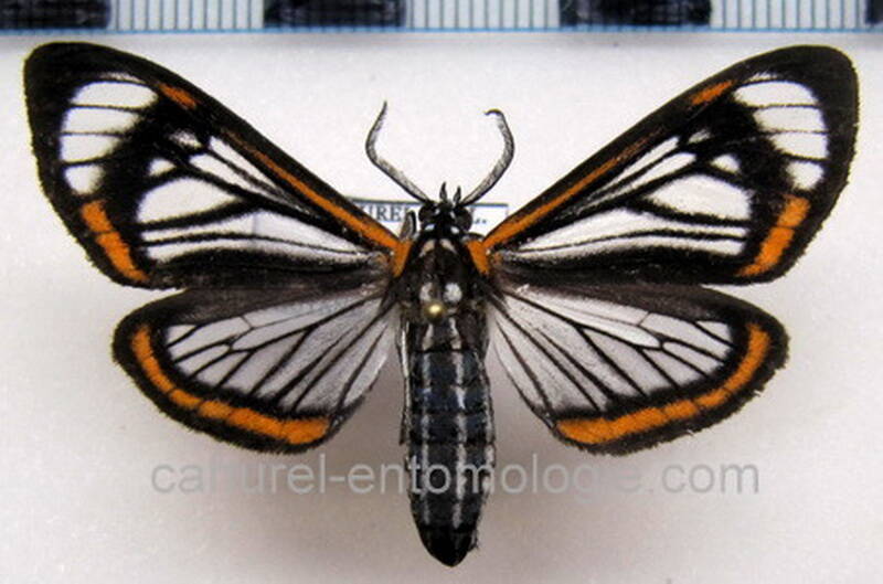 hyalurga_lauronoides_gf-standard.jpg