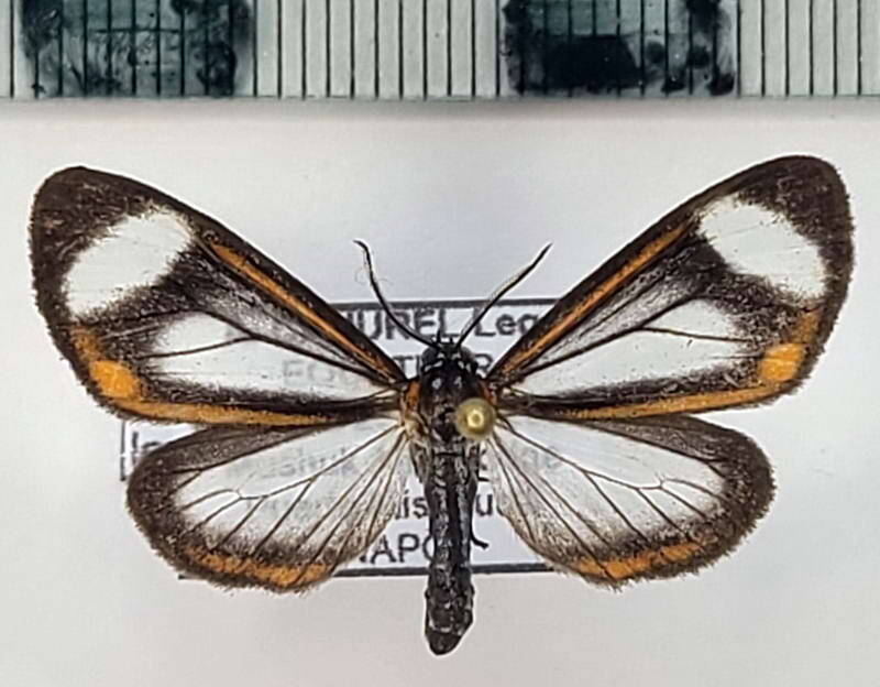 hyalurga_leucophlaea_m_eq-standard.jpg