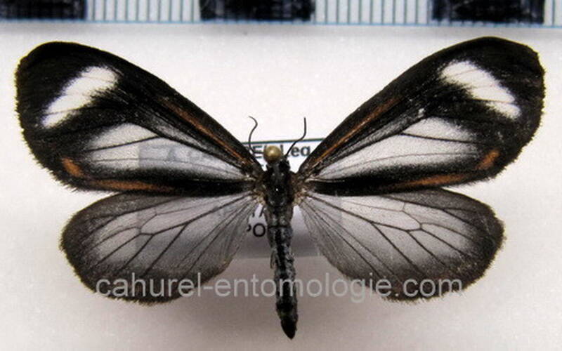hyalurga_leucophlebia_eq-standard.jpg