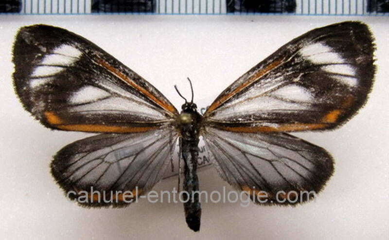 hyalurga_leucophlebia_m02_gf-standard.jpg