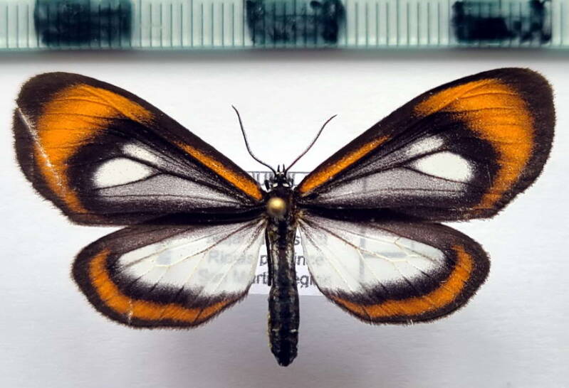 hyalurga_scotina_f_per-standard.jpg