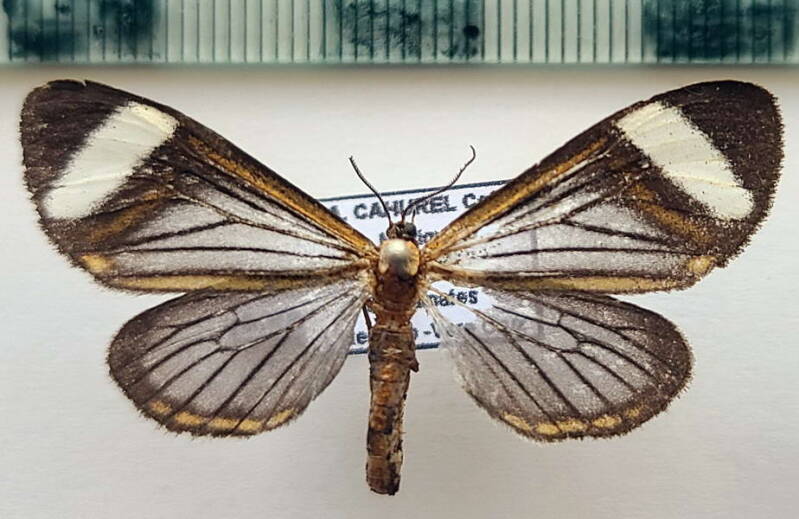 hyalurga_sora_m_Mexique