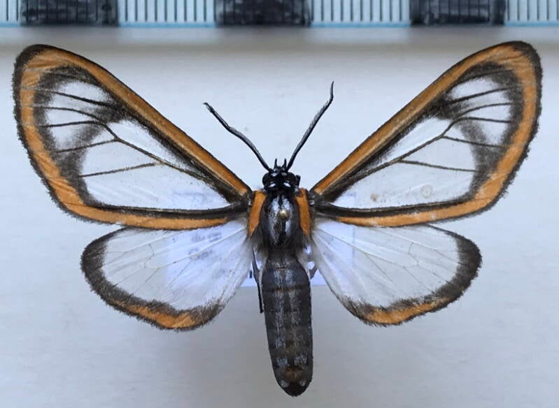 hyalurga_sp205_m_eq-standard.jpg