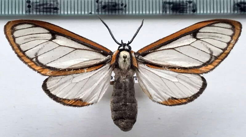 hyalurga_uriodes_m_bol-standard.jpg