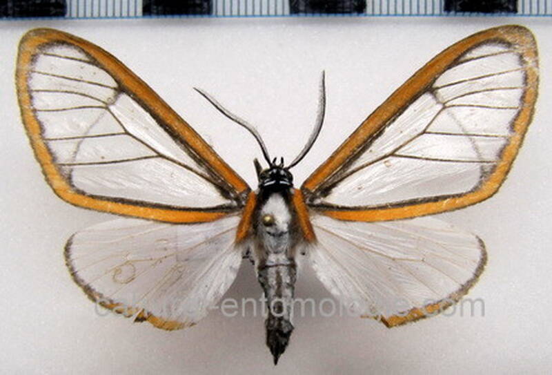 hyalurga_urioides_eq-standard.jpg