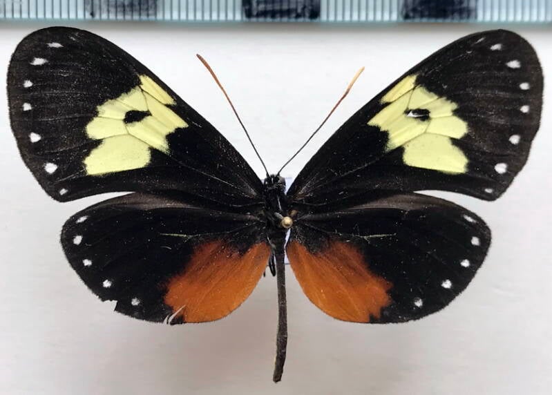 hyalyris_coeno_atrata_f_per-standard.jpg