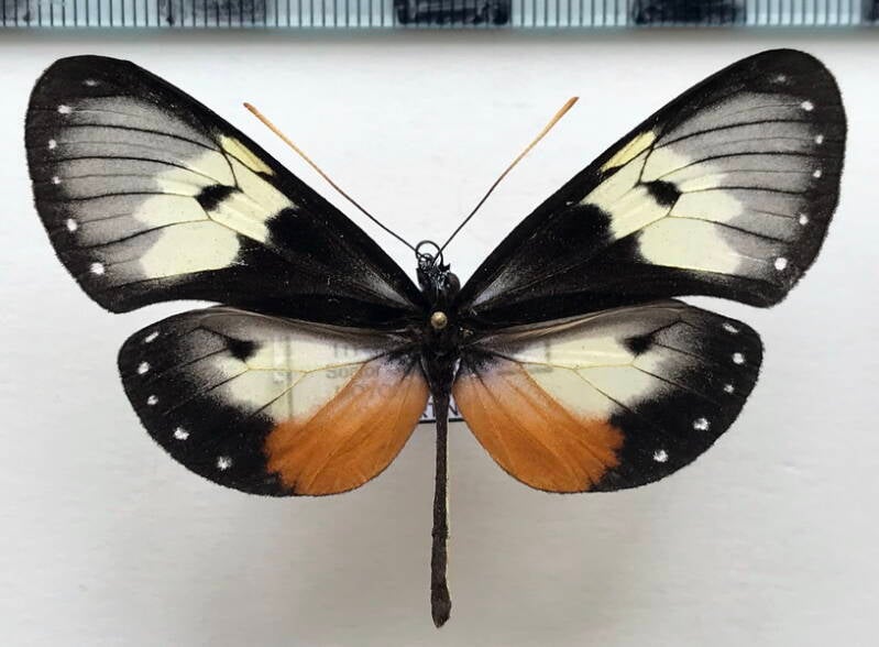 hyalyris_coeno_atrata_m_per-standard.jpg