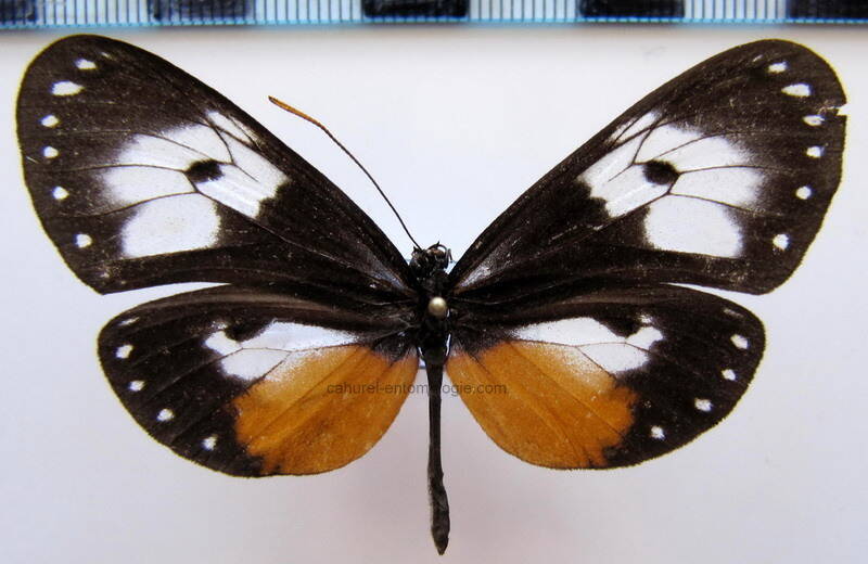 hyalyris_coeno_florens_f_bol_2-standard.jpg