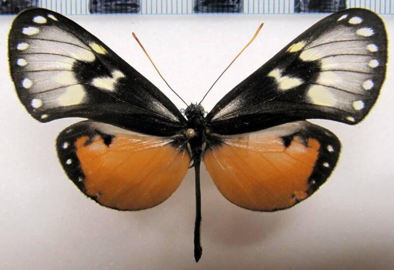 hyalyris_coeno_florens_m_eq-standard.jpg