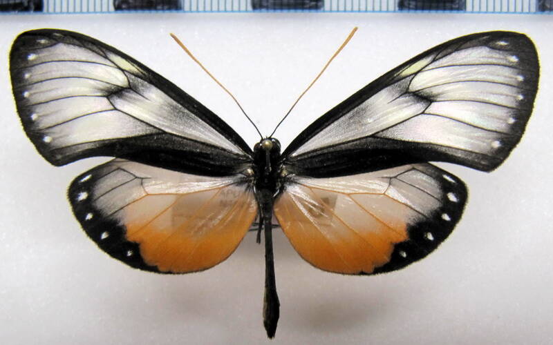 hyalyris_coeno_florida_m_eq-standard.jpg
