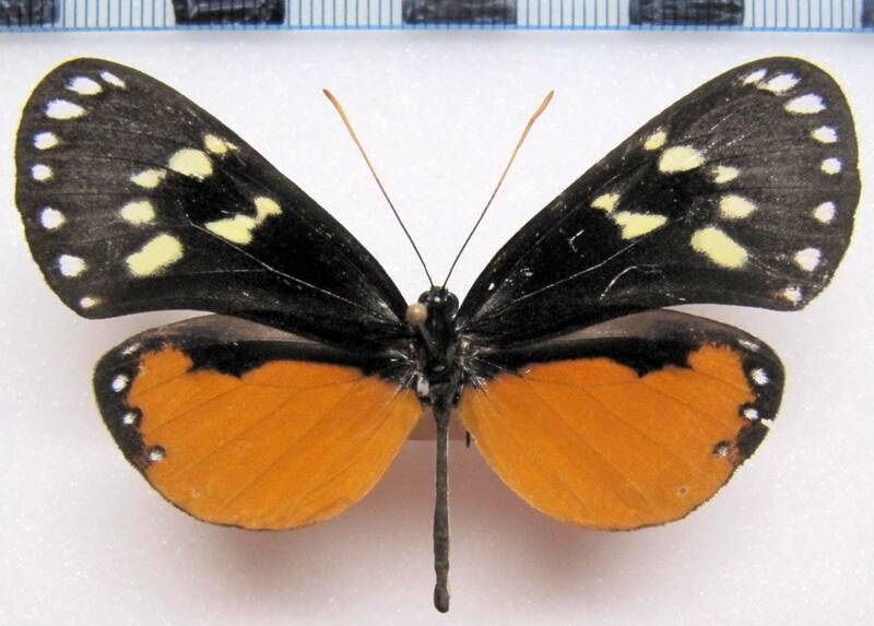 hyalyris_coeno_norella_f02_eq-standard.jpg