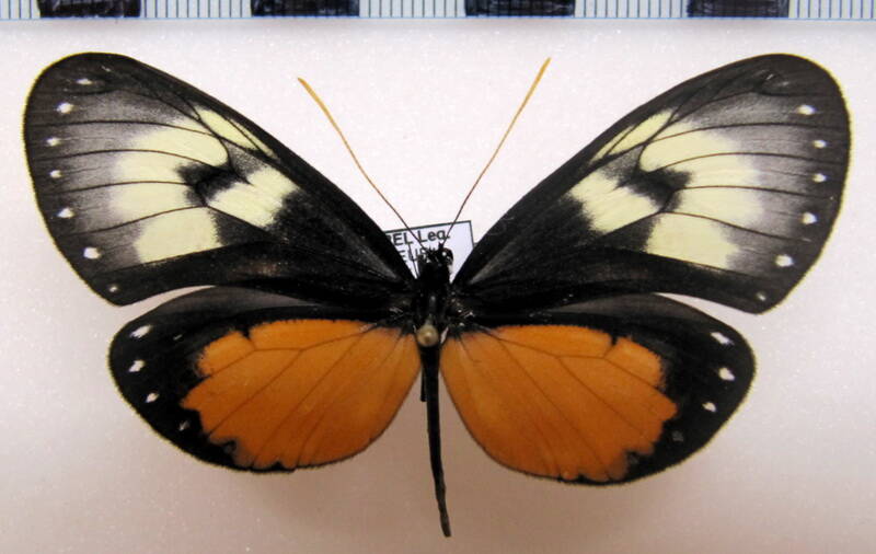 hyalyris_coeno_norella_f_eq-standard.jpg