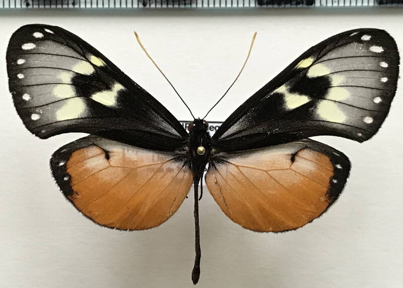 hyalyris_coeno_norella_m03_eq-standard.jpg