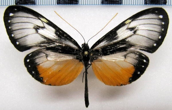 Hyaliris coeno norellana femelle A1-  Pérou