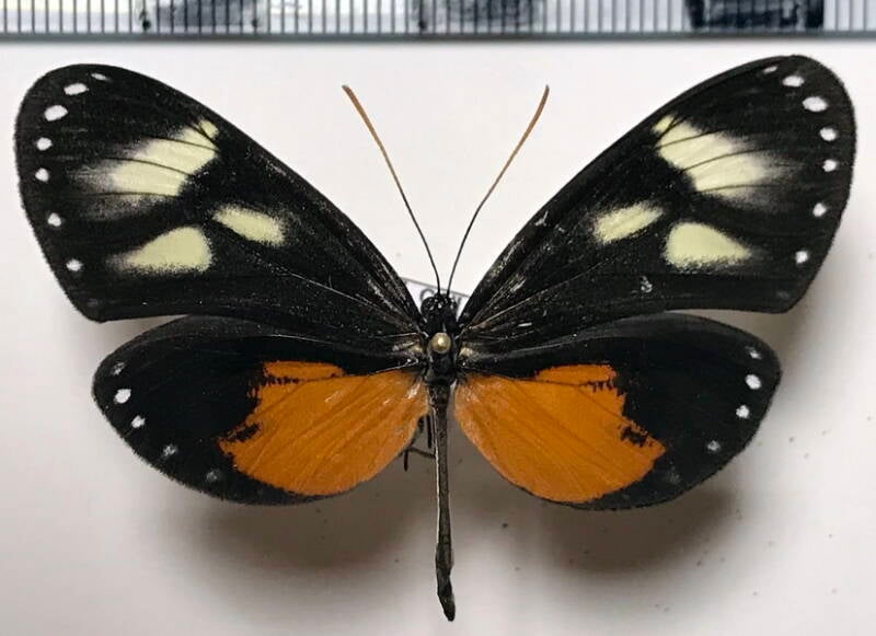 hyalyris_coeno_ssp_f02_per-standard.jpg