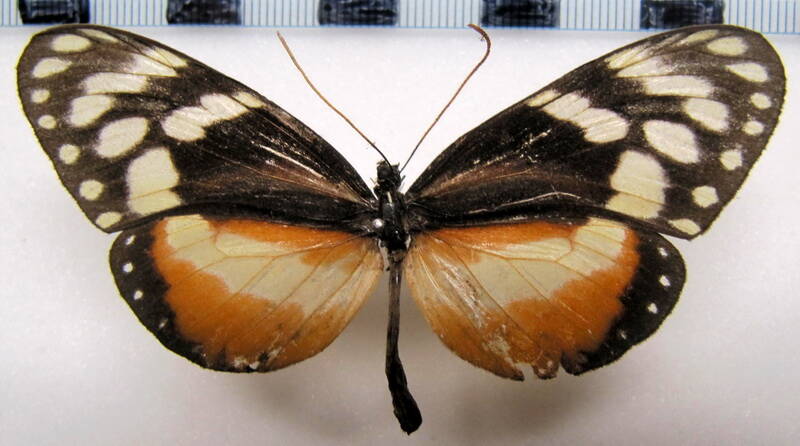 hyalyris_excelsa_excelsa_f_col-standard.jpg