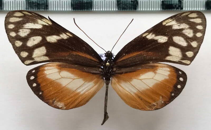 hyalyris_excelsa_m_guat-standard.jpg