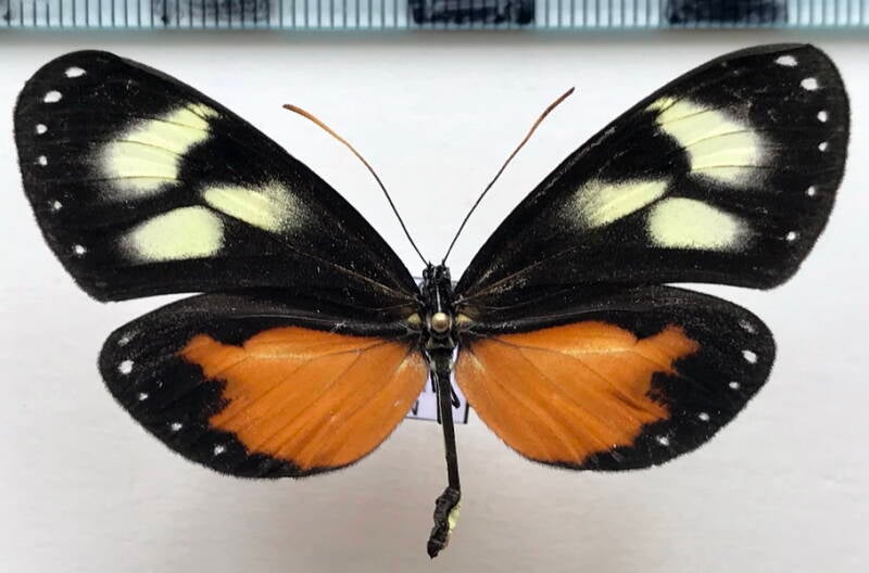 hyalyris_oulita_oulita_f02_per-standard.jpg