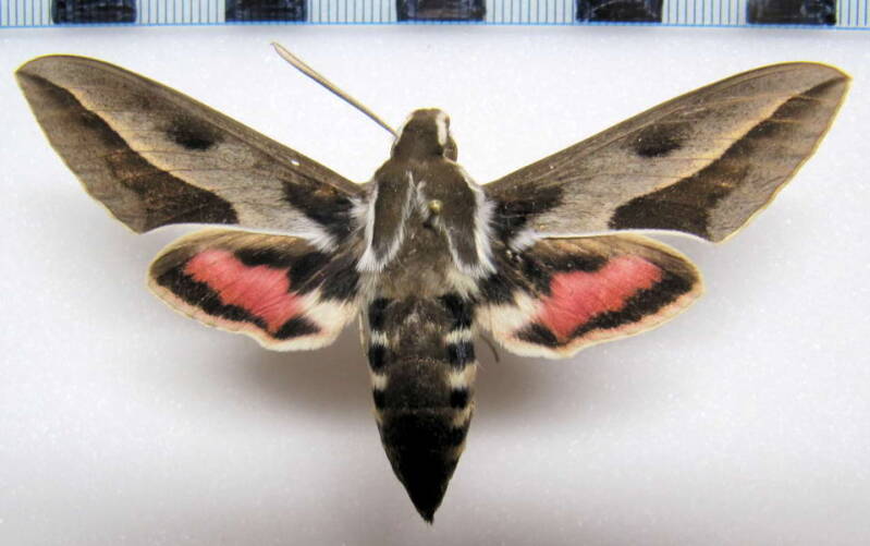 hyles_annei_arg-standard.jpg