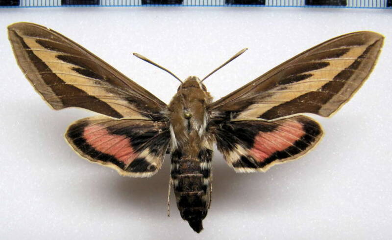 hyles_euphorbiarum01_arg-standard.jpg
