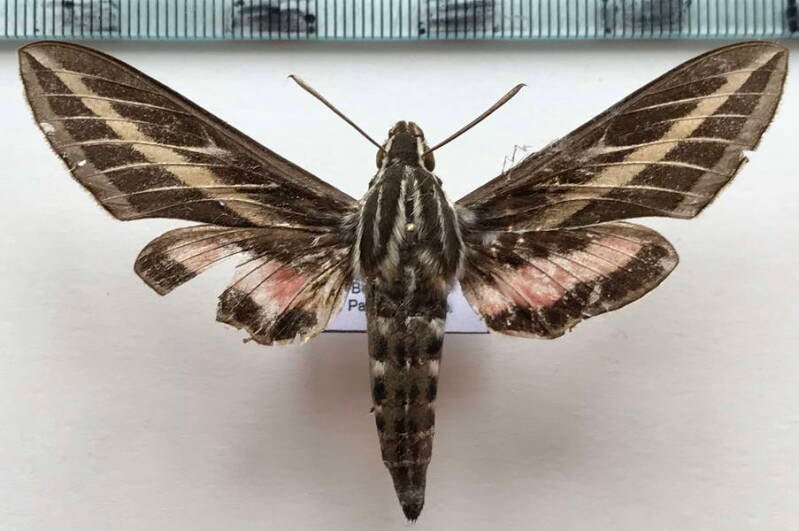 hyles_lineata_m_eq-standard.jpg