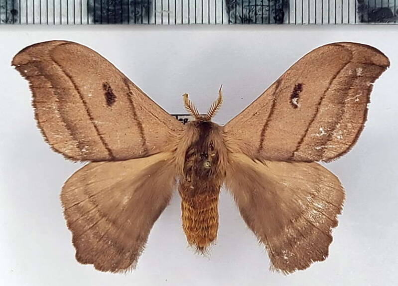 hylesia-melanostigma_m_eq-standard.jpg