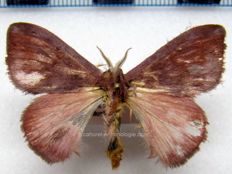 hylesia_ebalus_m_gf-standard.jpg