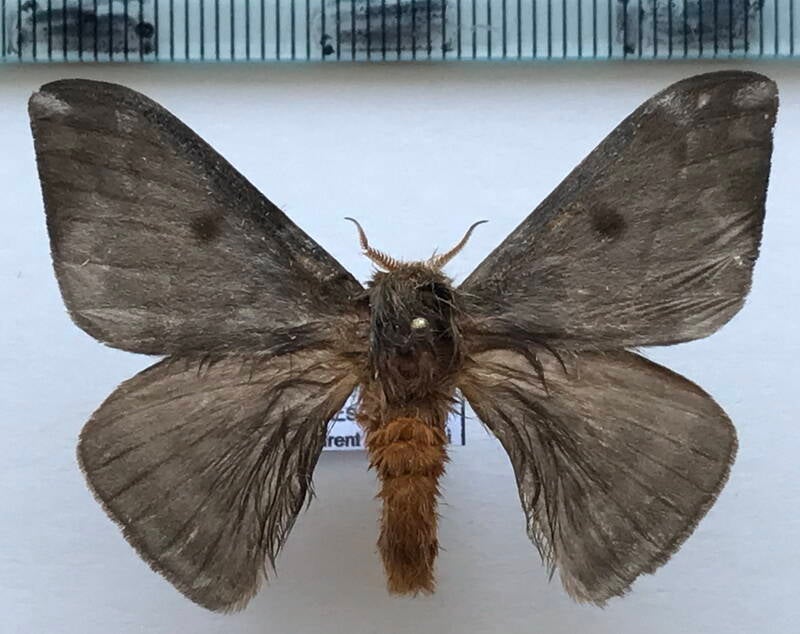 hylesia_gigantex_m_gf-standard.jpg