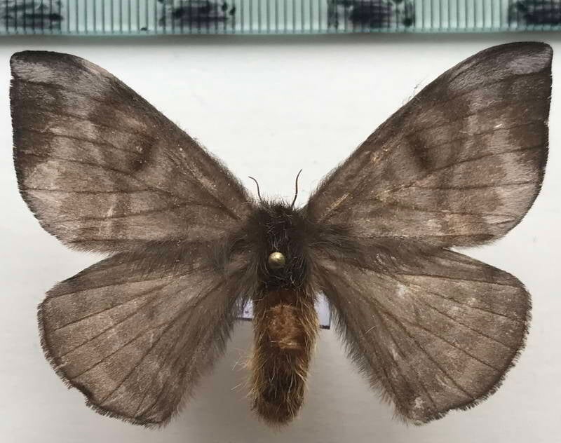 hylesia_indurata_f_eq-standard.jpg