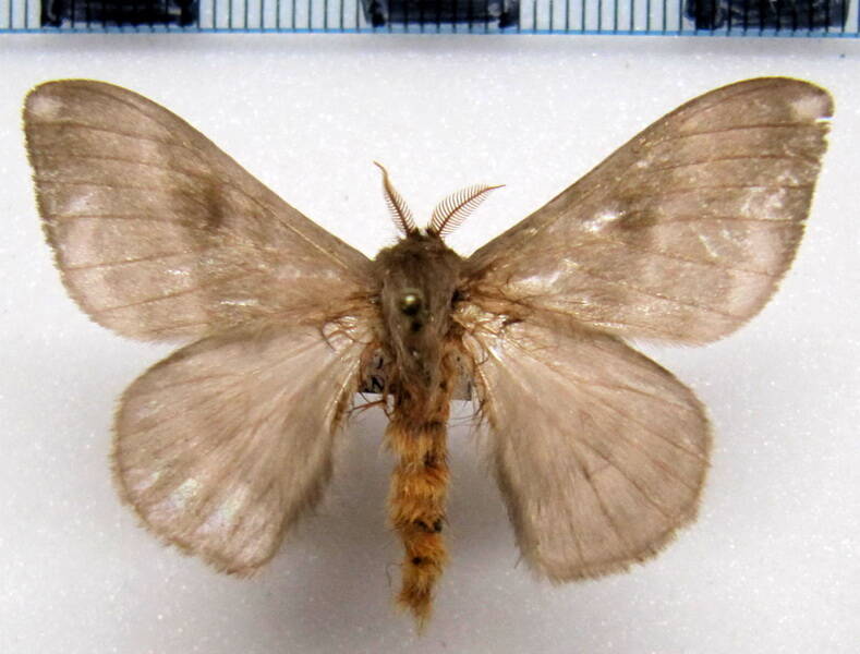 hylesia_metabus_m_gf02-standard.jpg