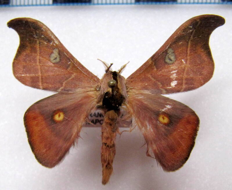 hylesia_nanus_m01_eq-standard-wegbej.jpg